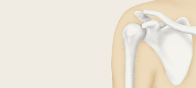 Illustration of shoulder joint